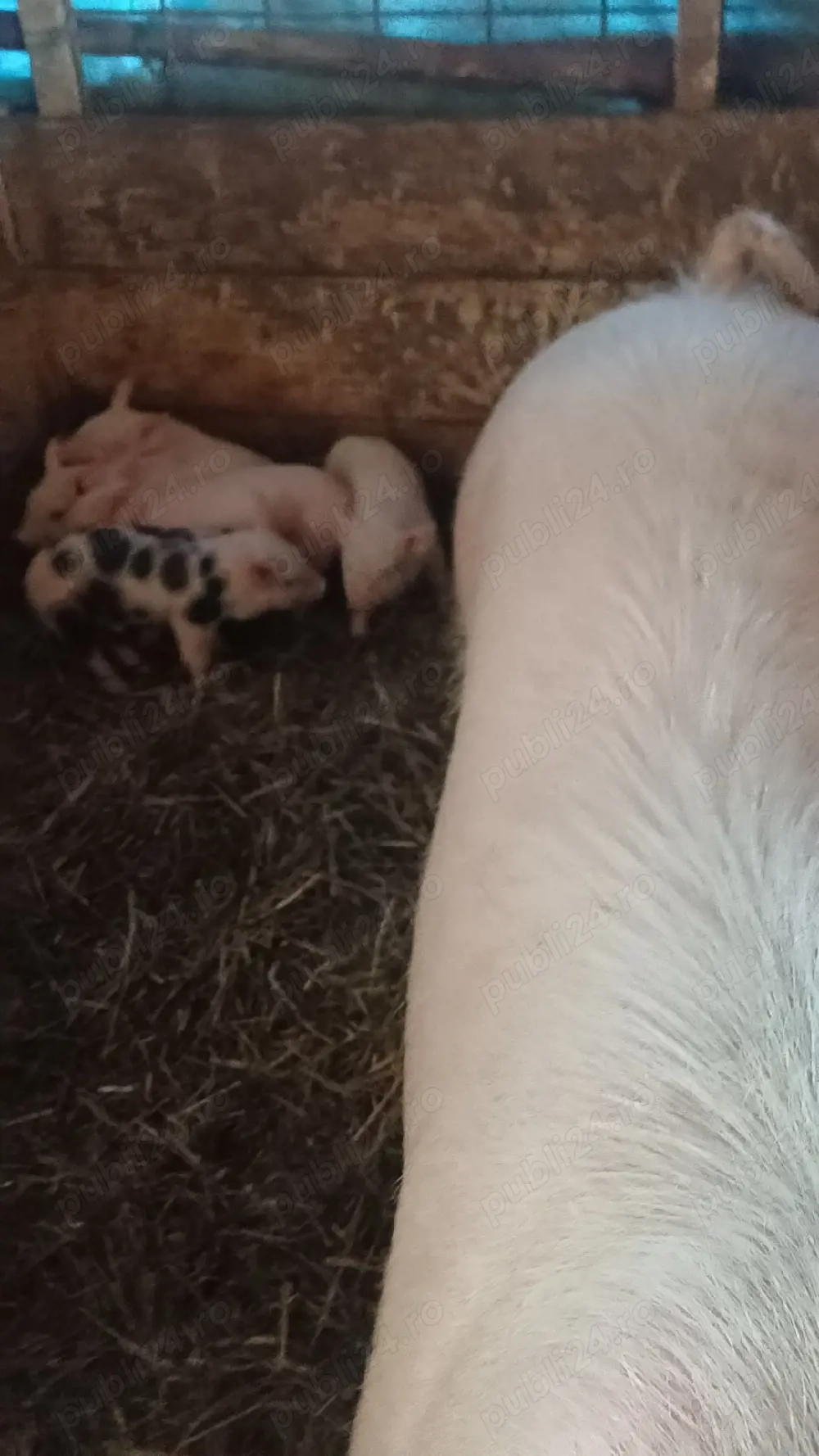 Vand purcea cu porci pret 2900lei neg