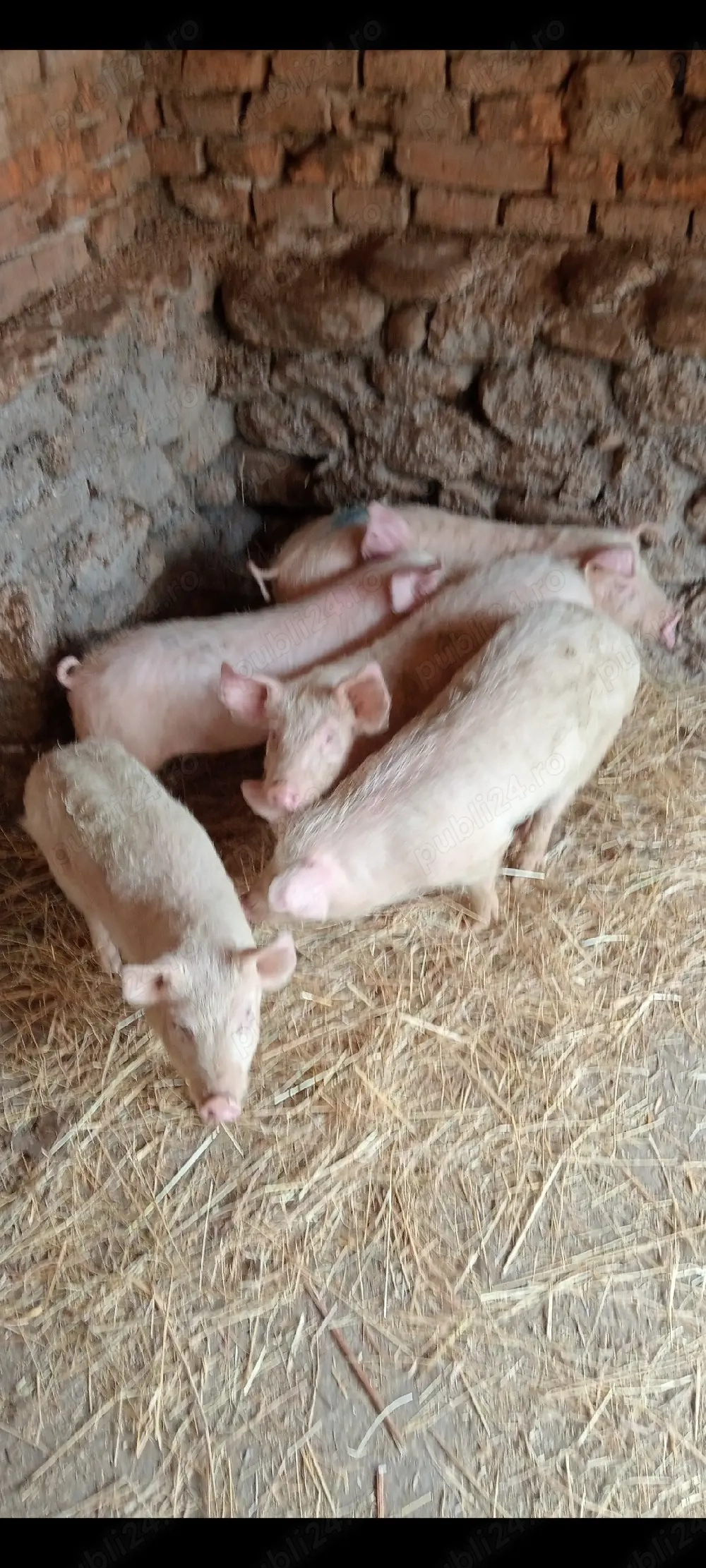 Șoldani,3 luni jumate,!!