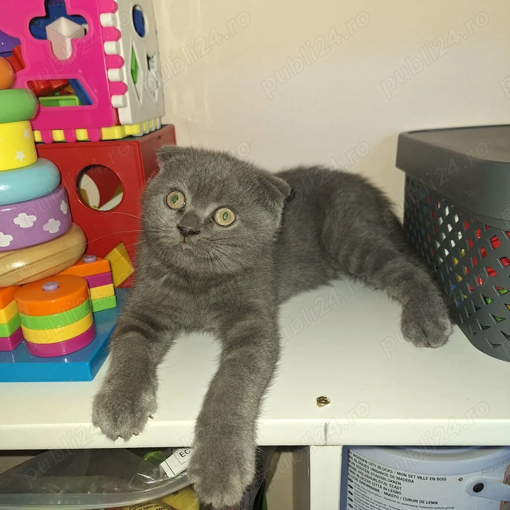 Baiat schottish fold