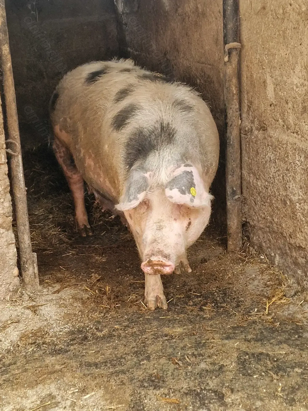 Scraoafă gestantă. Pietran