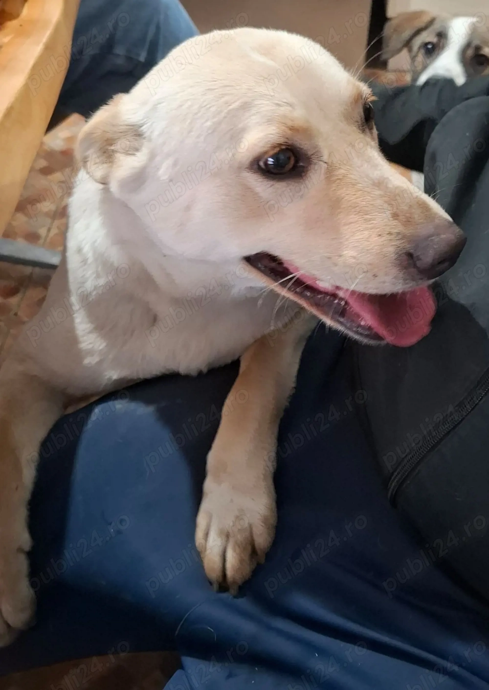 Donez catelusa de 10 luni, sterilizata, talie medie 12 kg