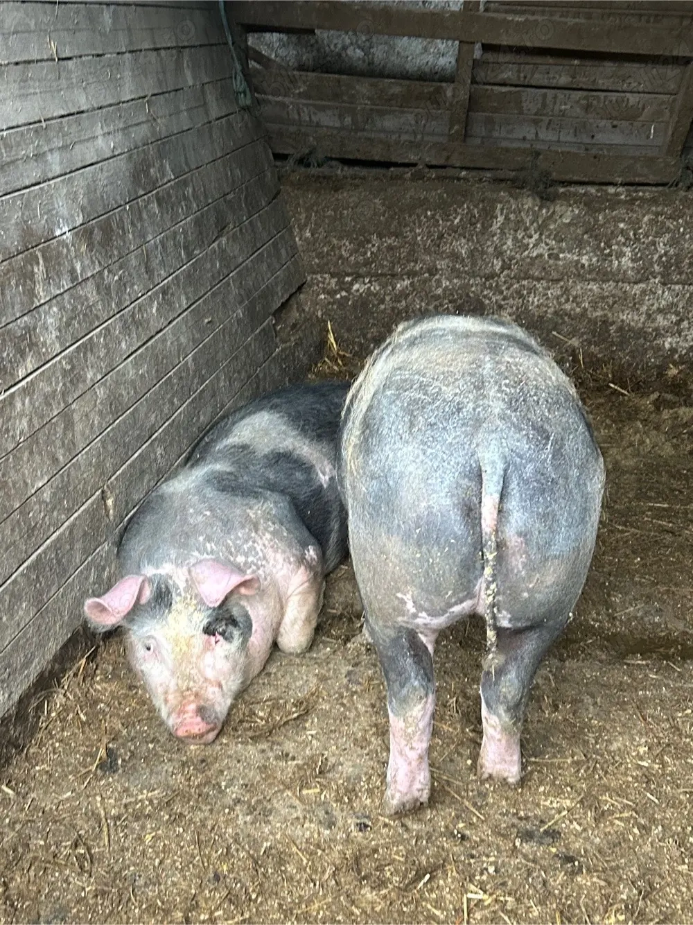 vand 2 grasuni pietrain original pur