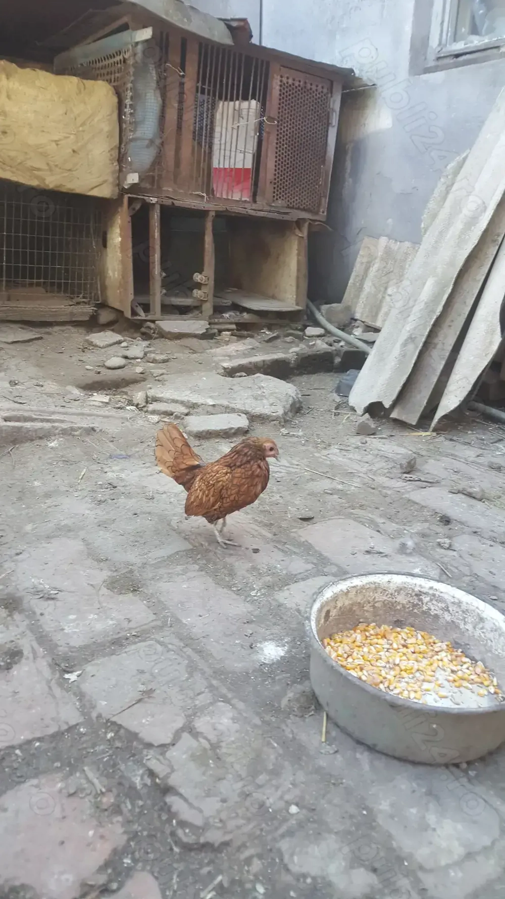 vind gainuta Sebright