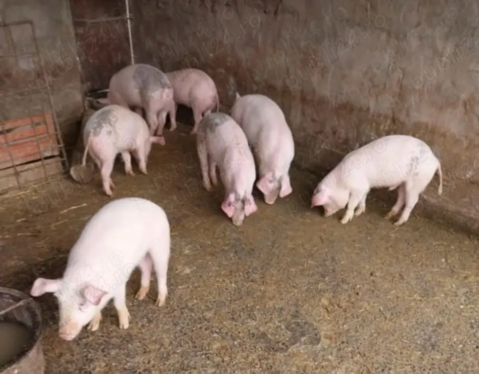 vand purcei marele alb