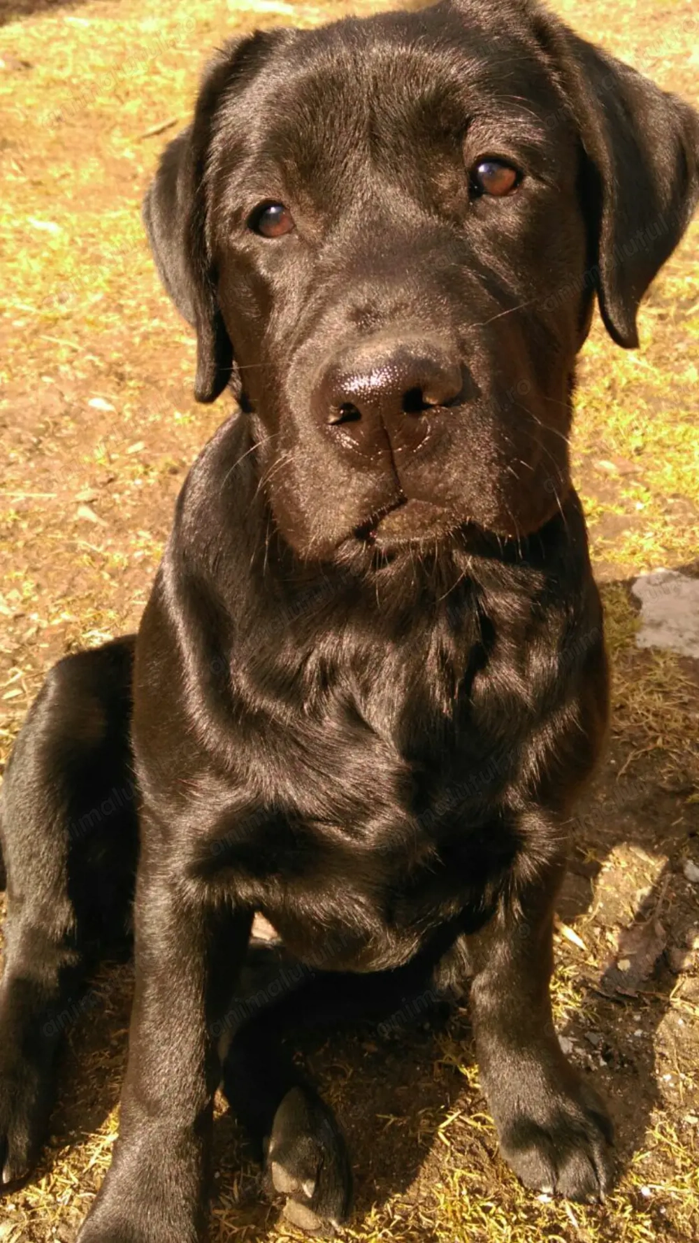 Cățelușa labrador retriver 