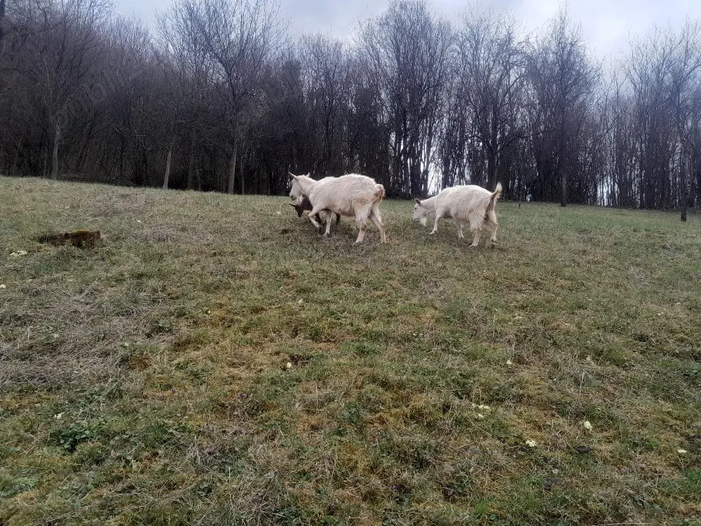 vand capre de Banat albe 