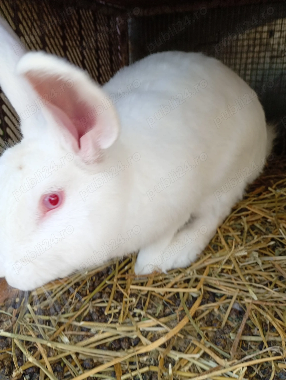 Iepuri panon si californian