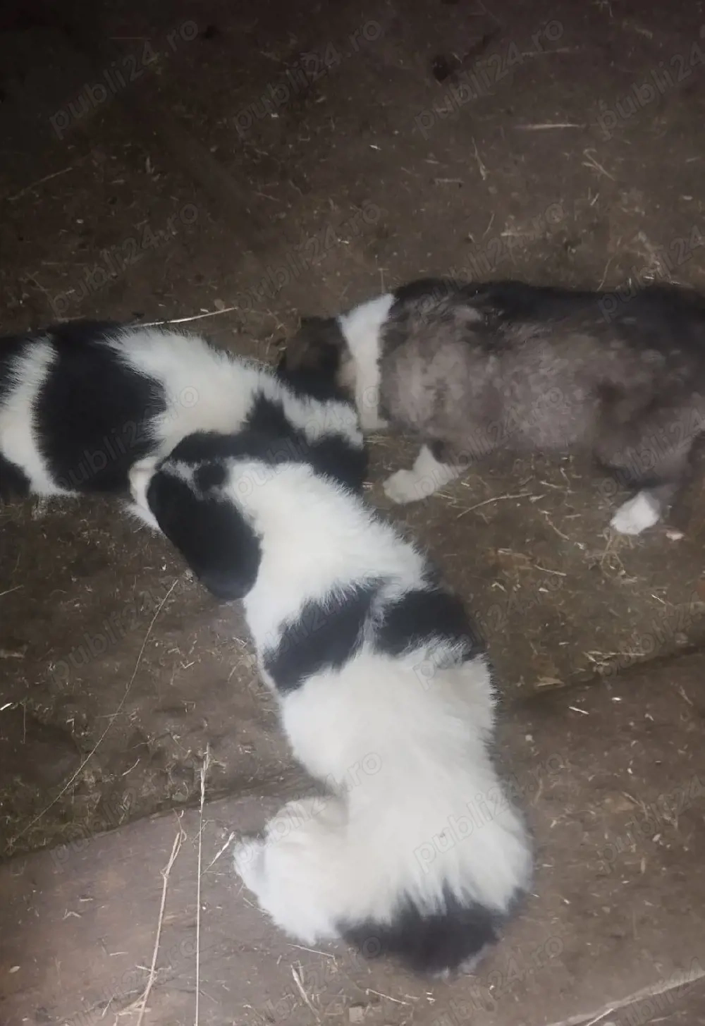 cateii Ciobanesc romanesc de Bucovina 