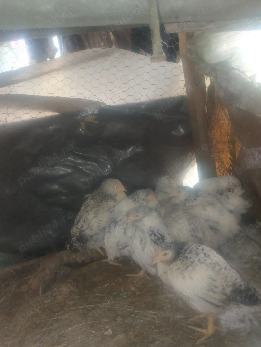 Vând puicute ras  mixt 