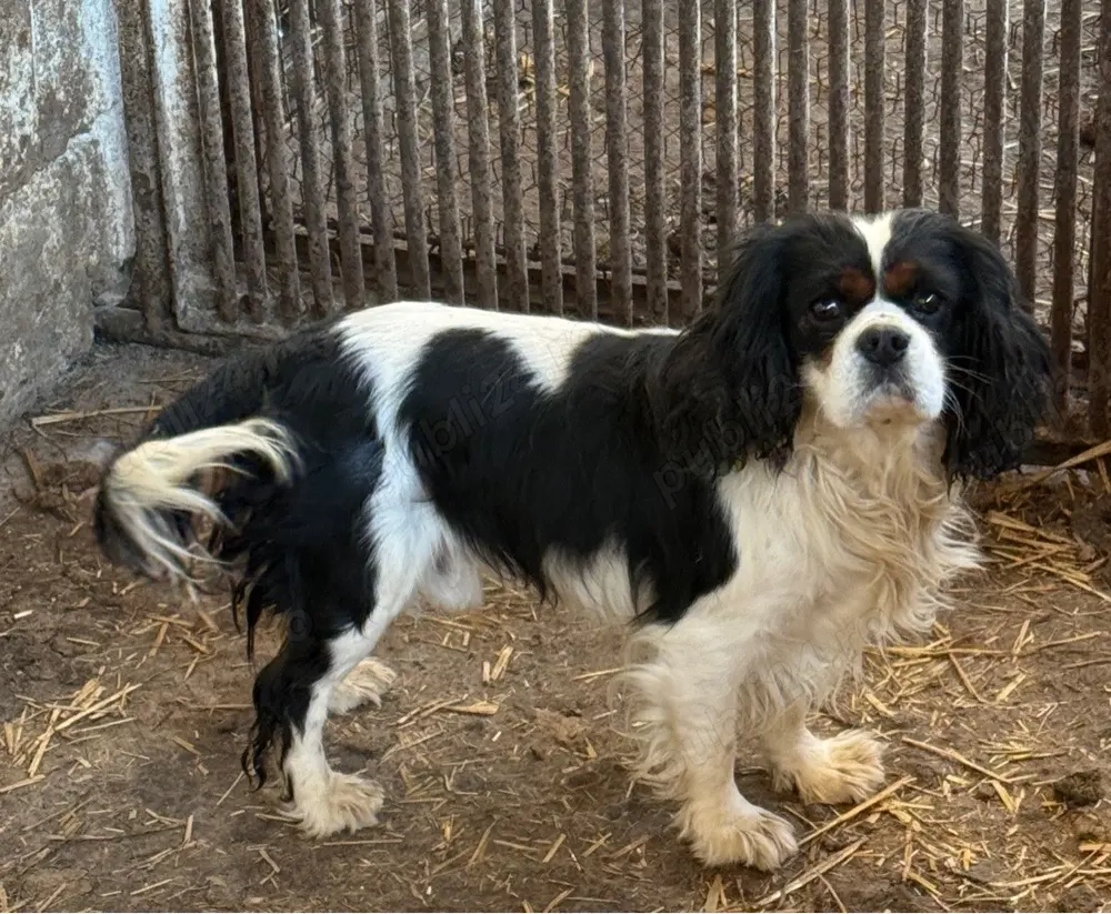mascul Cavalier King Charles