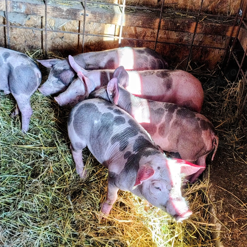 Vand purcei pietrean 500 lei buc