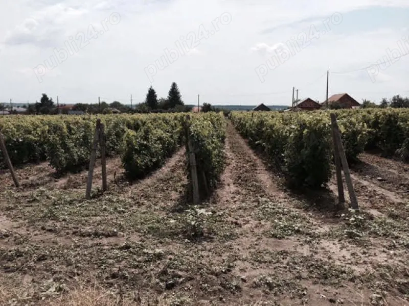 Conac boieresc + teren de 53.000 mp cu vita de vie