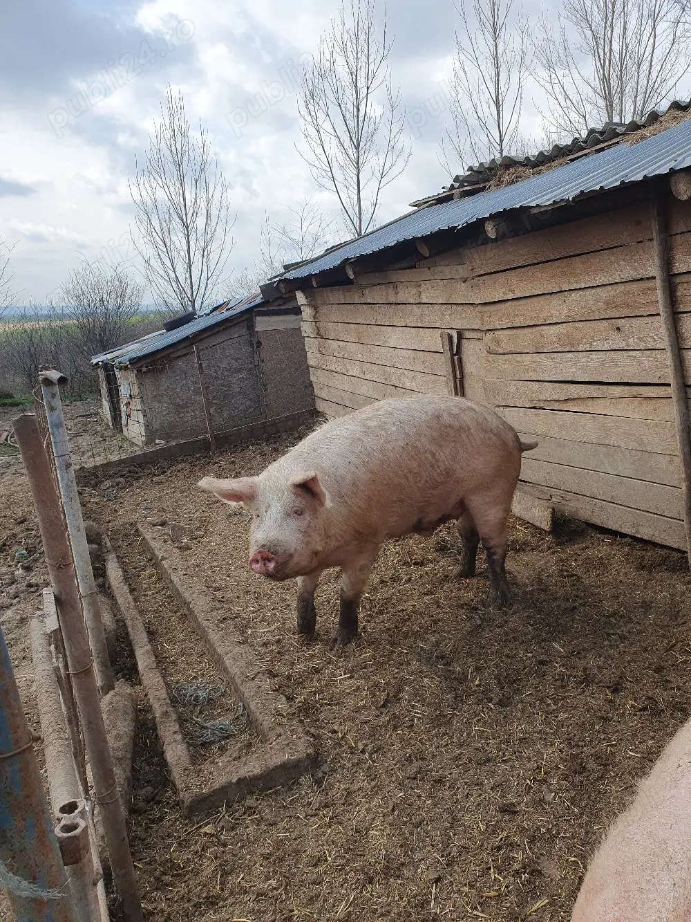 porci de vânzare duroc și marele alb 