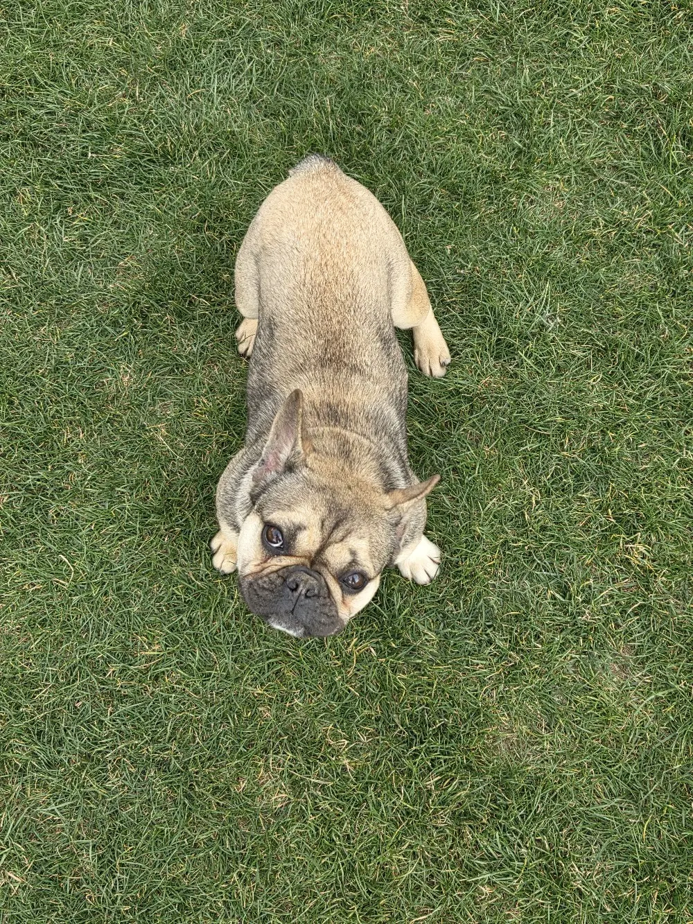 Bulldog Francez vânzare schimb