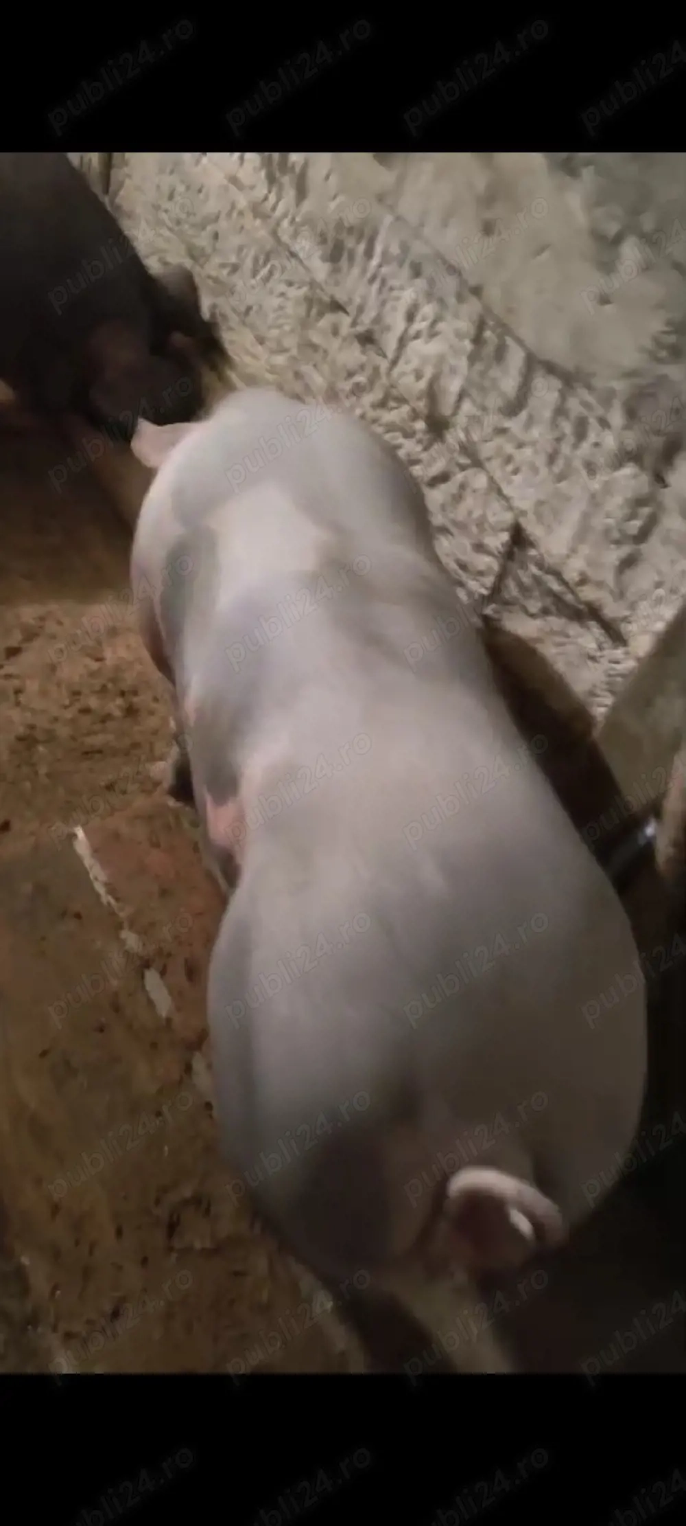 Schimb cele doua scroafe cu Masina 