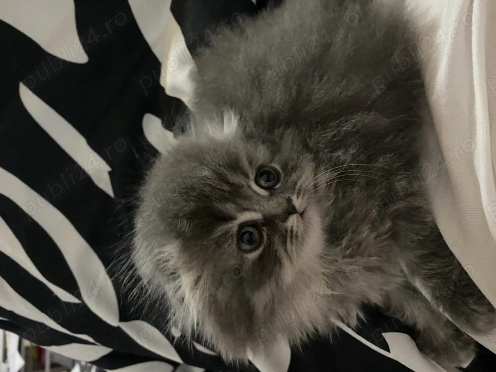 Motănel Scottish Fold 