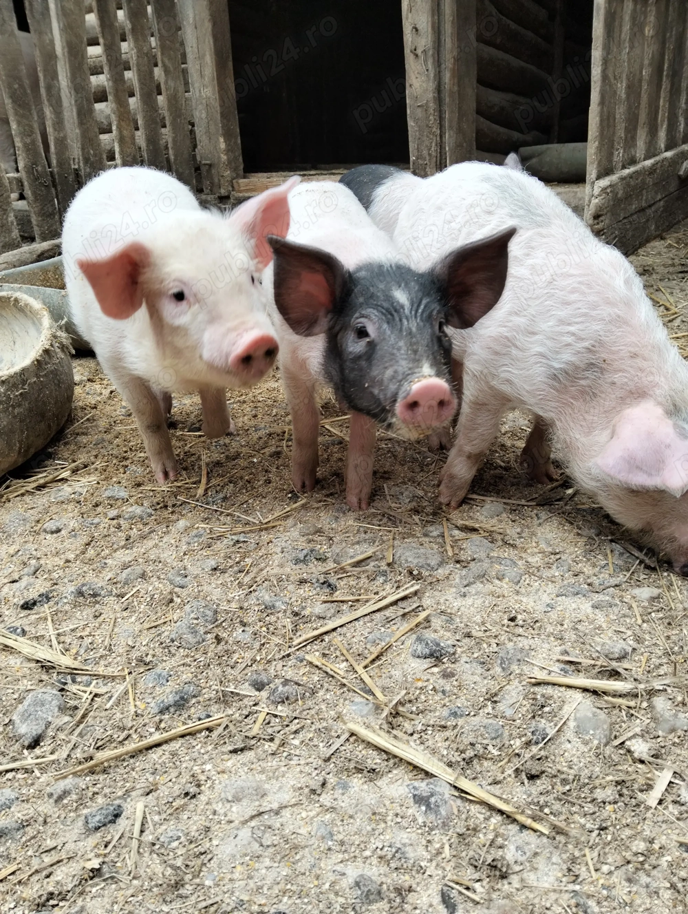 Purcei de vânzare 