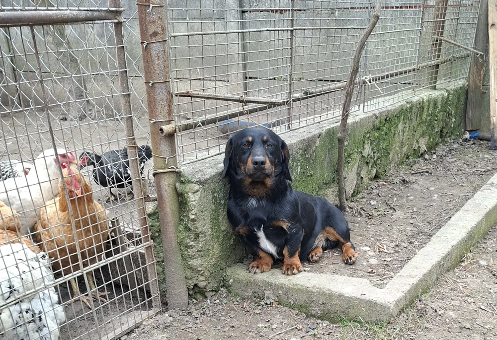 Donatie@ Cățel teckel
