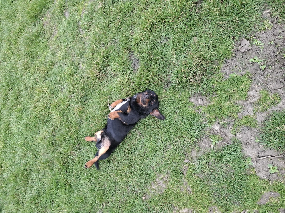 Vand catel teckel - soricar