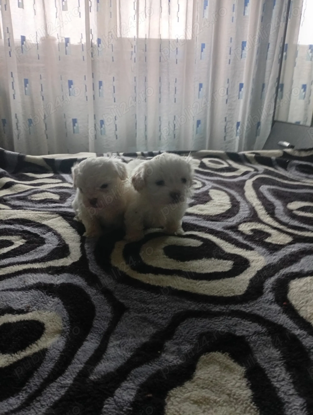 Vând bichoni maltezi mini toy