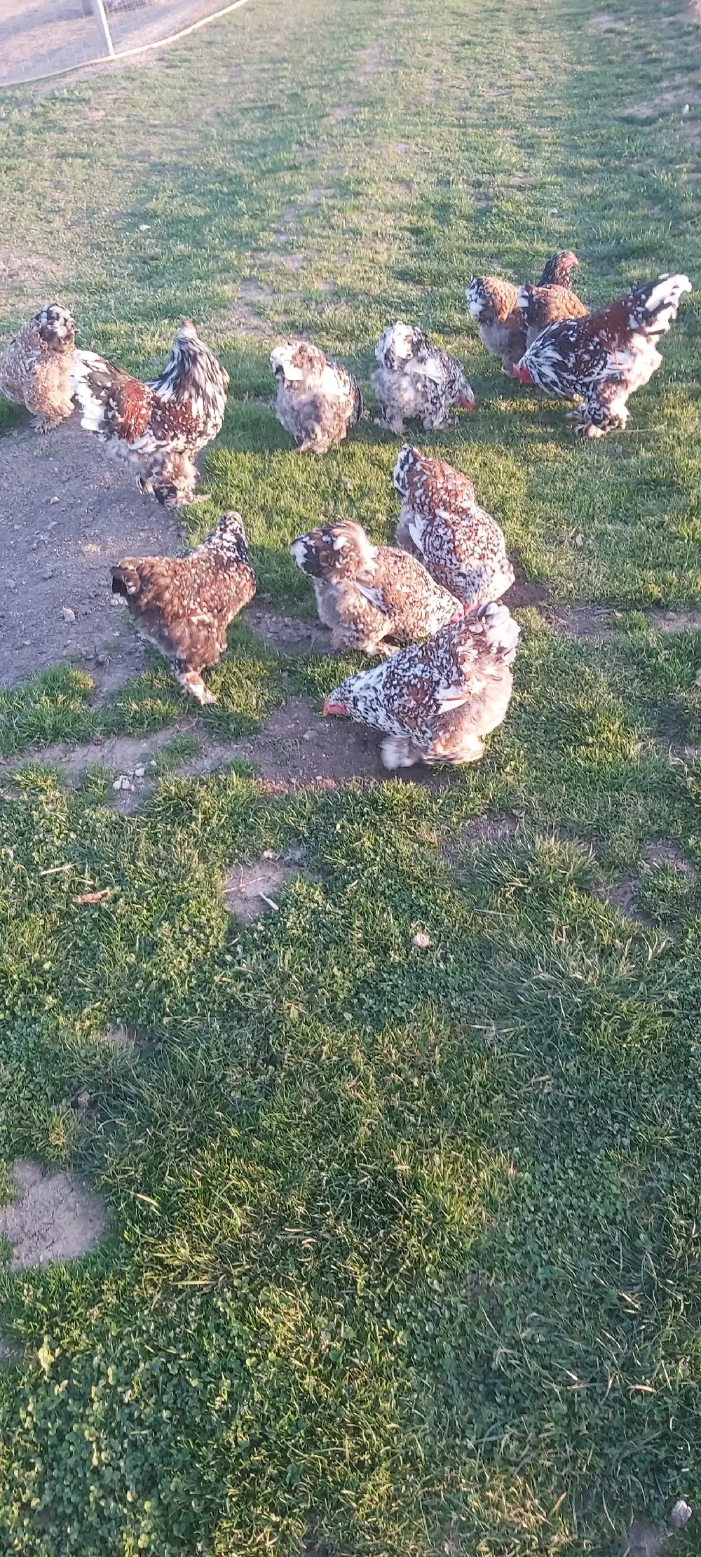 ouă brahma porțelan 