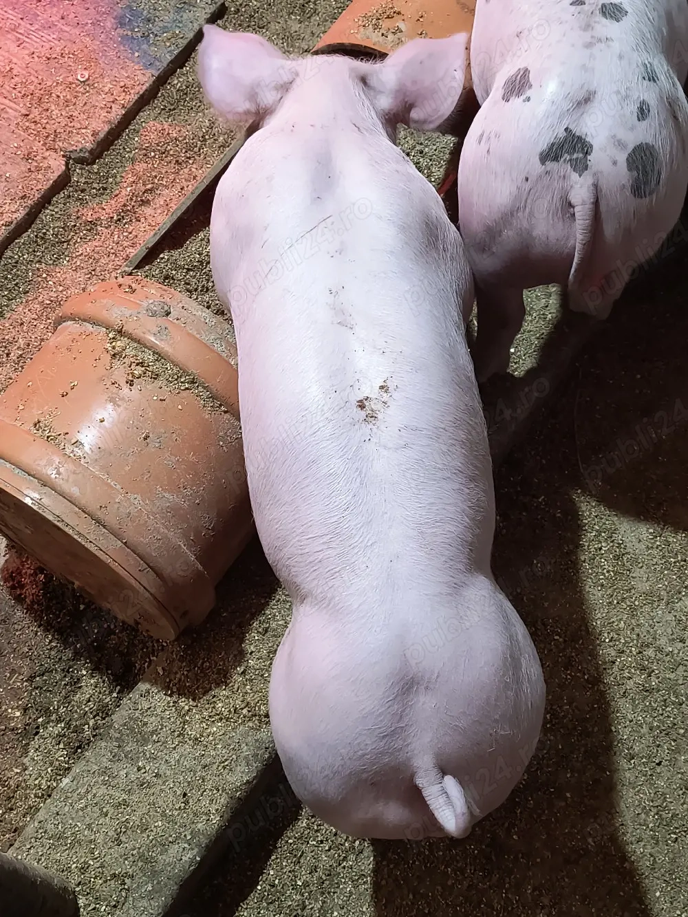 Purcei de reproducție de vanzare 