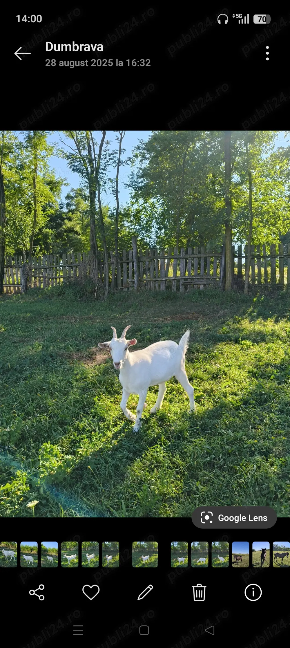 Capra Saanen gestantă 