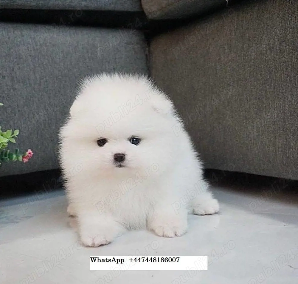 Pui de spitz pomeranian 