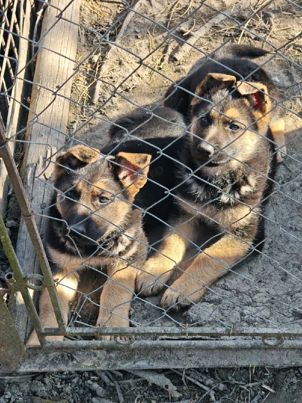 Puiuți Ciobanesc German 