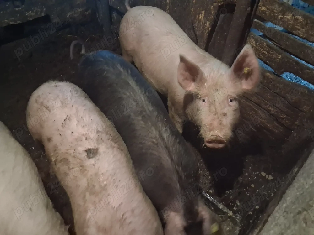 Șoldan de vânzare 5 bucăți!