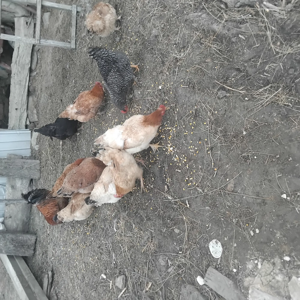 De vinzare gaini tinere 