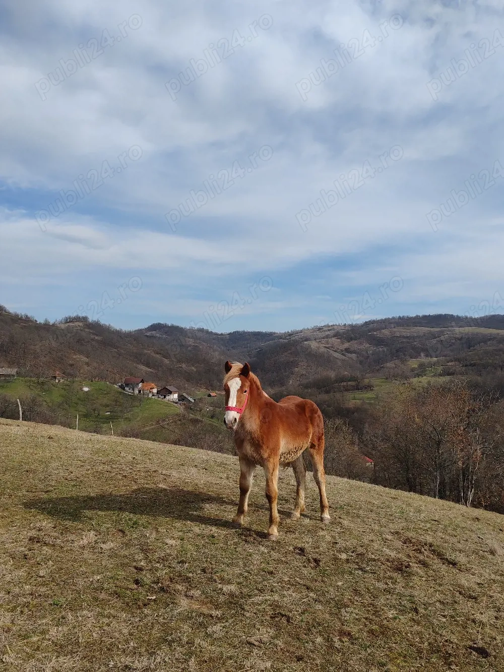 vând mânz armăsar 