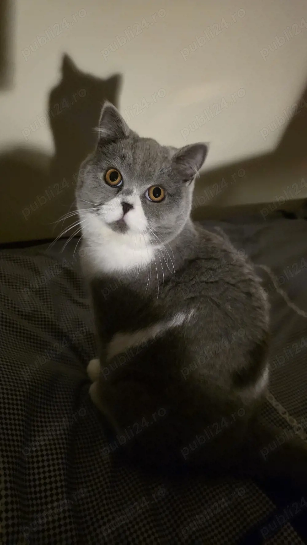 Motănel British Shorthair deosebit   culoare rară alb cu gri   10 luni