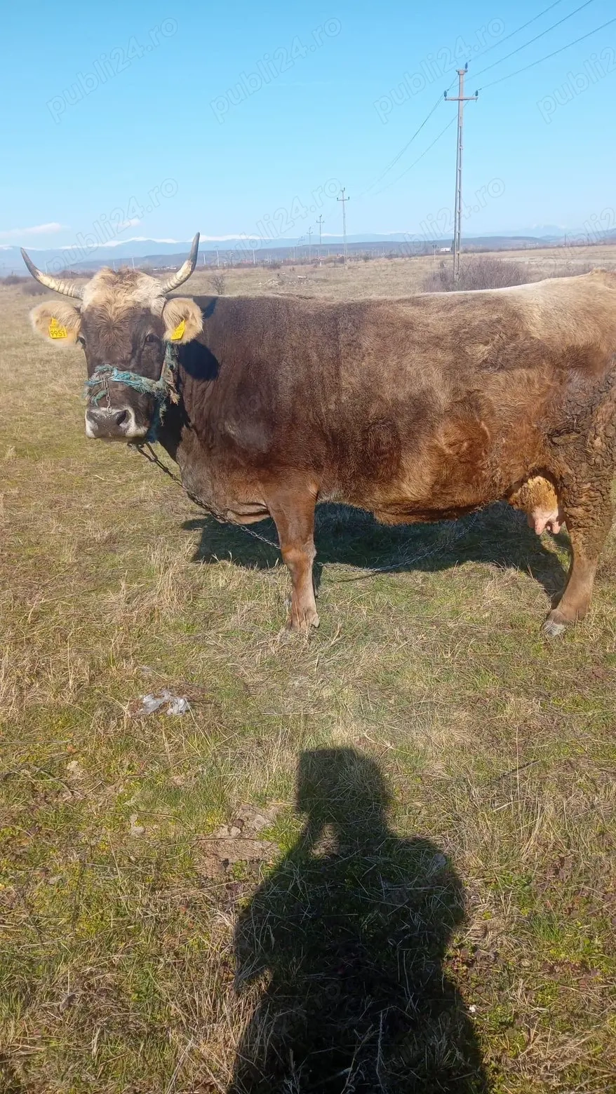 Vând vacă gestantă 