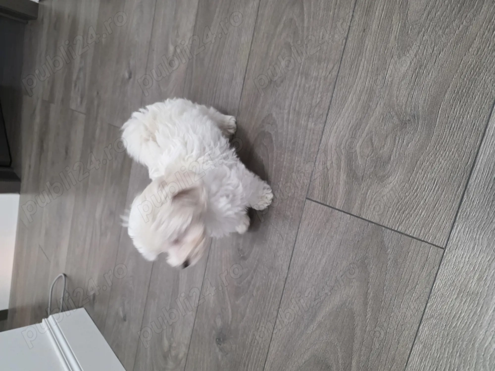 Vand urgent Bichon maltez toy (talie mica)
