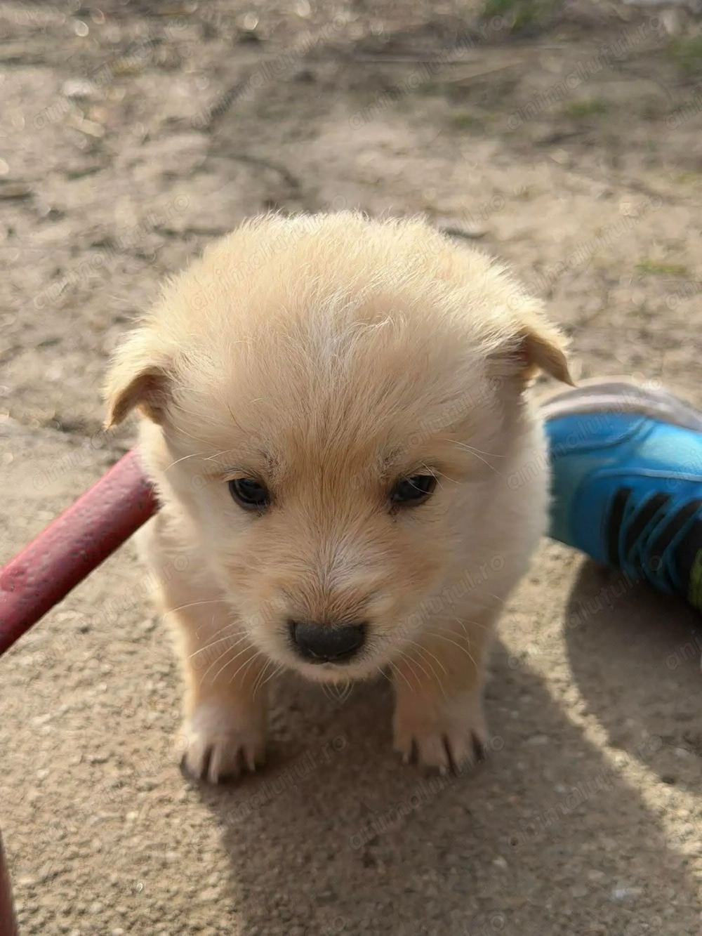 Cățeluși drăgălași pentru adoptie