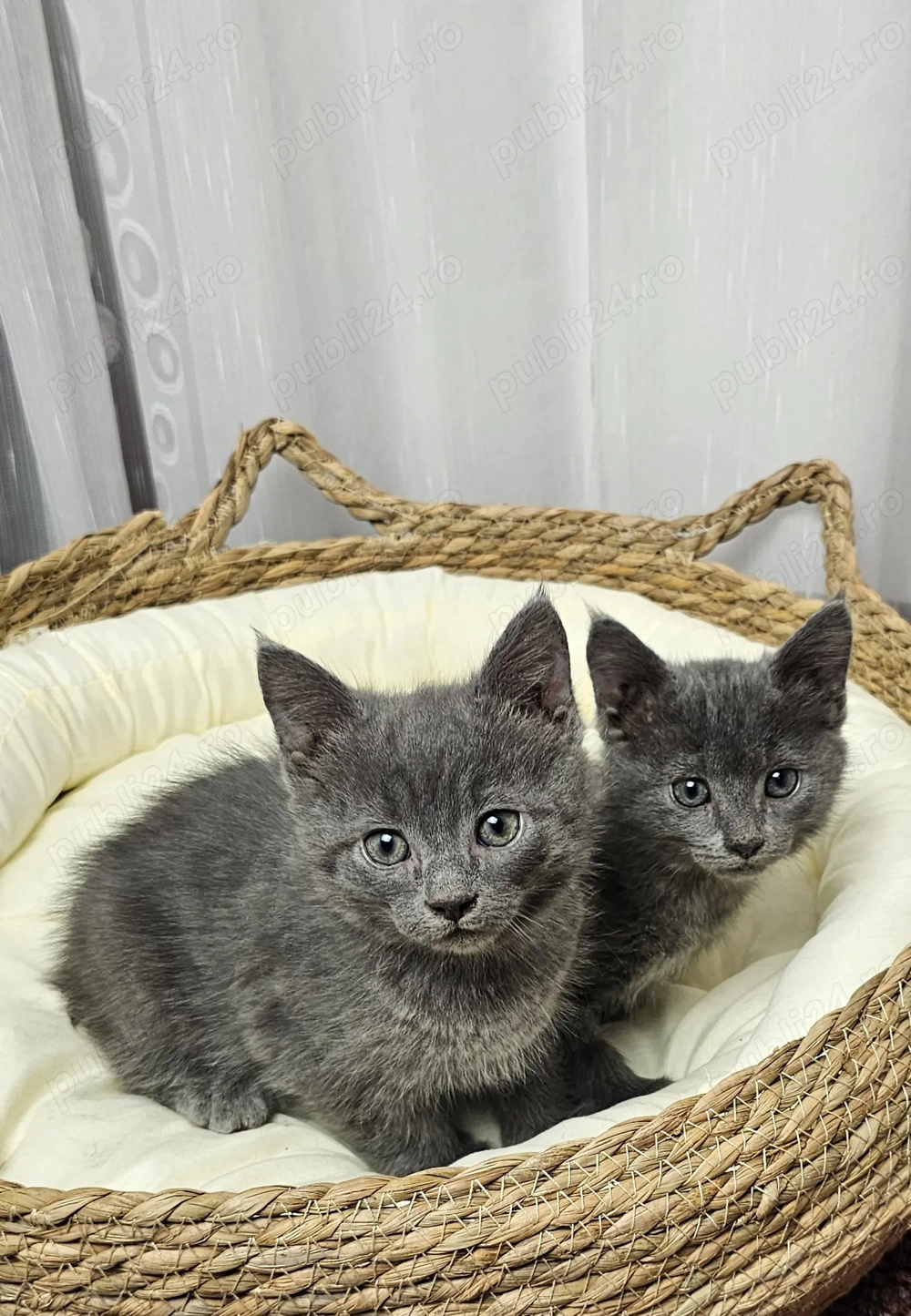 Pui Albastru de Rusia