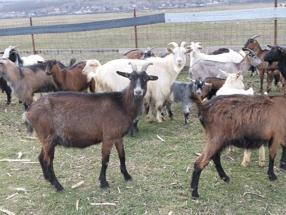 Vând capre de rasă pentru lapte