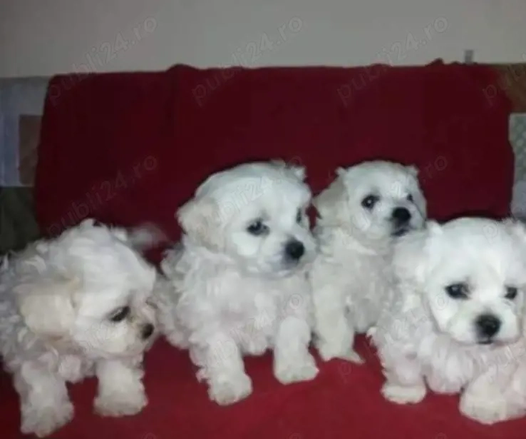 bichon maltez  puiuți
