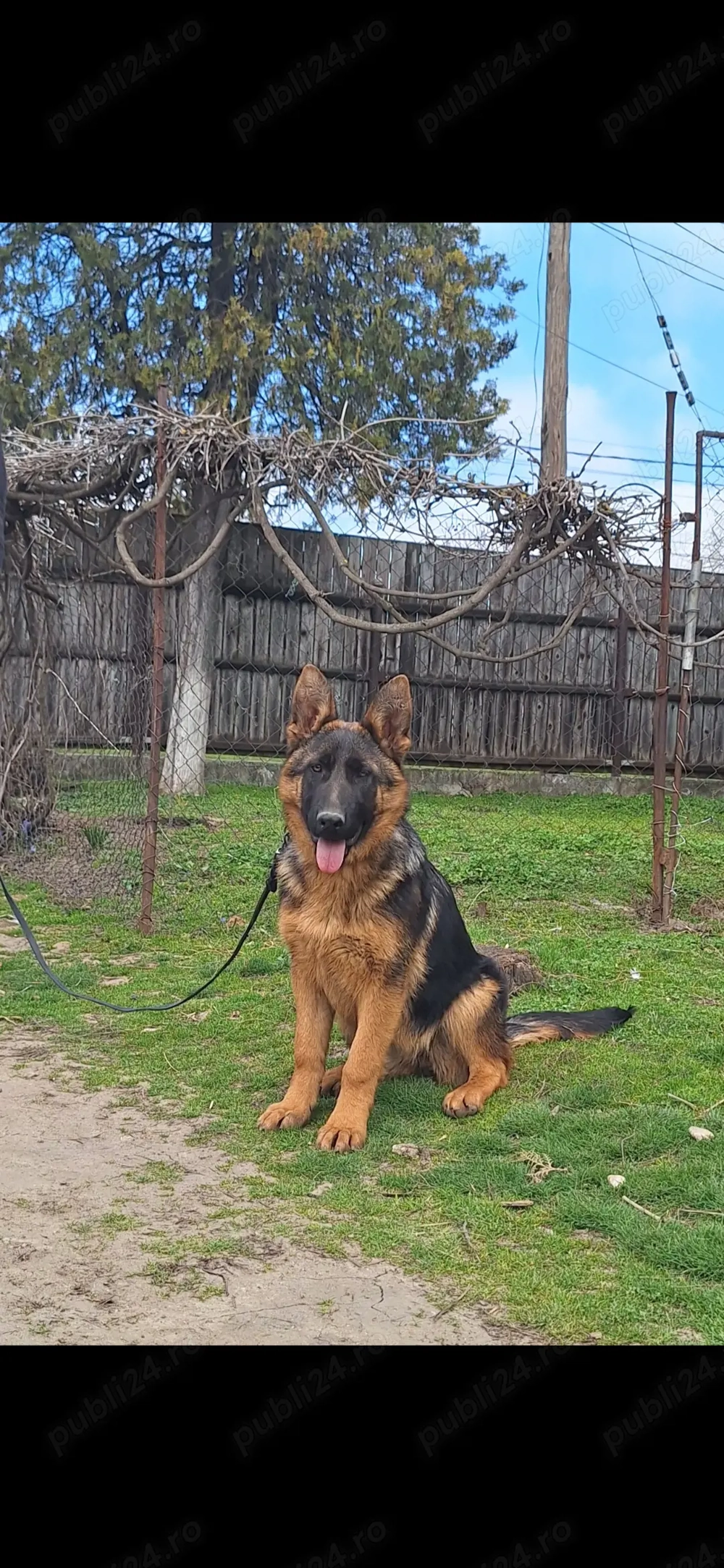 Catelusa Ciobanesc German 