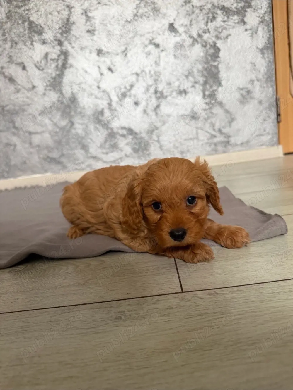 Maltipoo Maltipo red toy