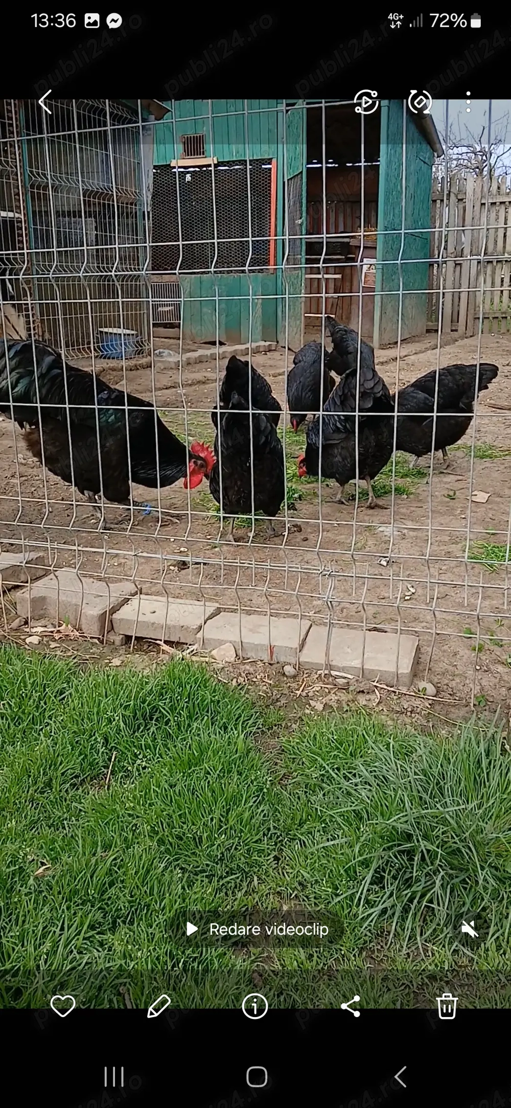 Oua de Australorp pentru incubat