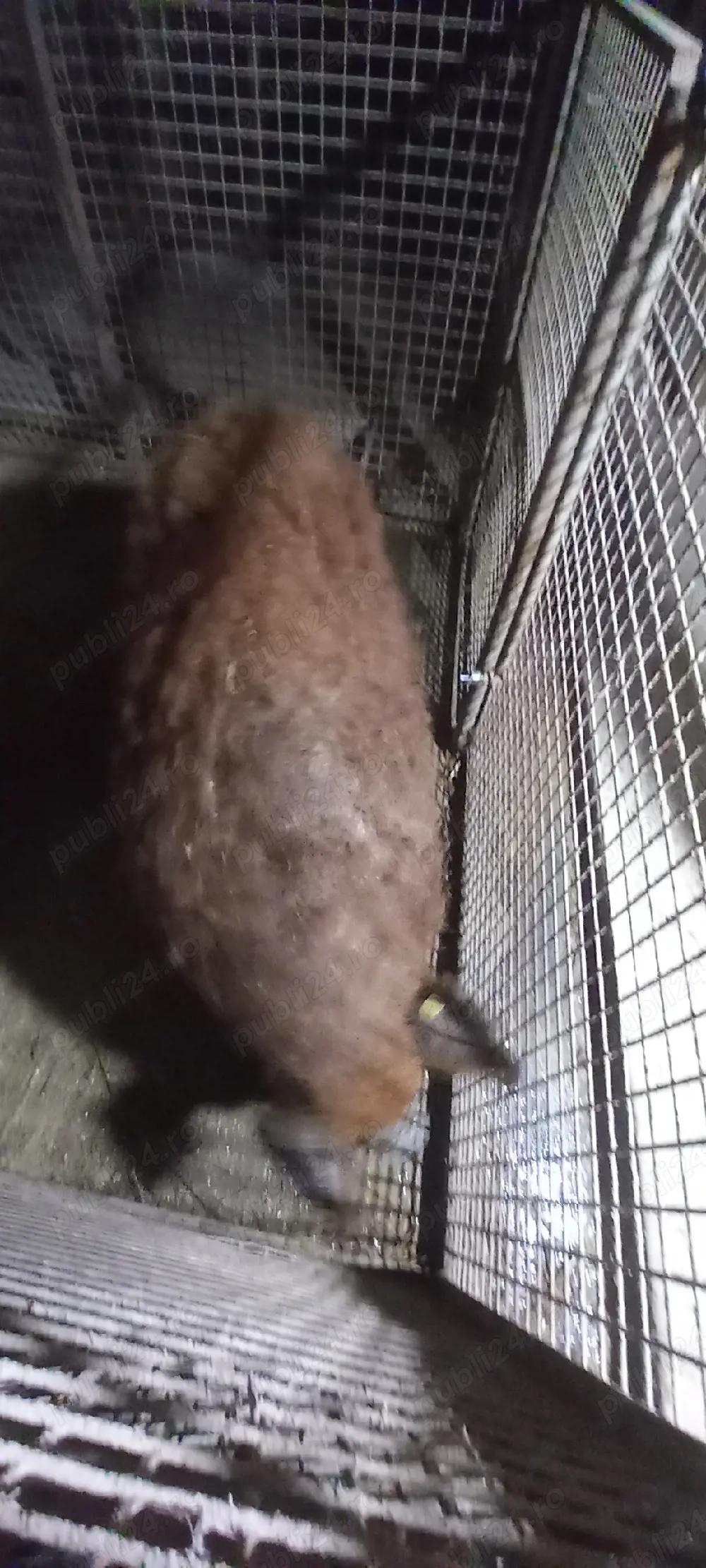 vand purcea mangaliţa 