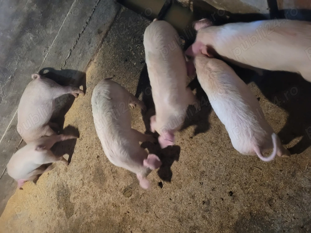 Vând purcei(grăsuni) 12 săptămâni. 