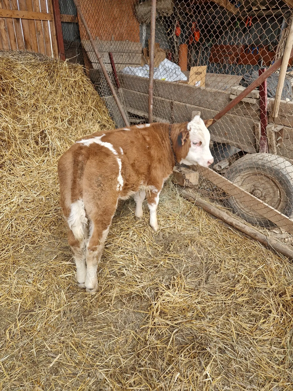 Vând tauras frumos, de 2 luni jumate 