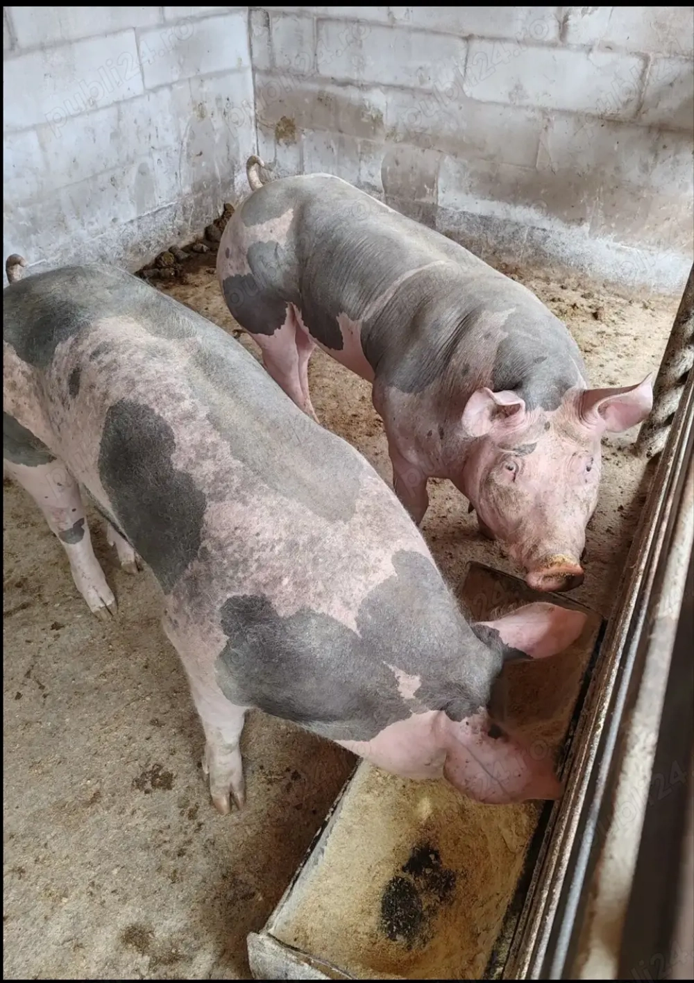 Vând porci pietran belgian 