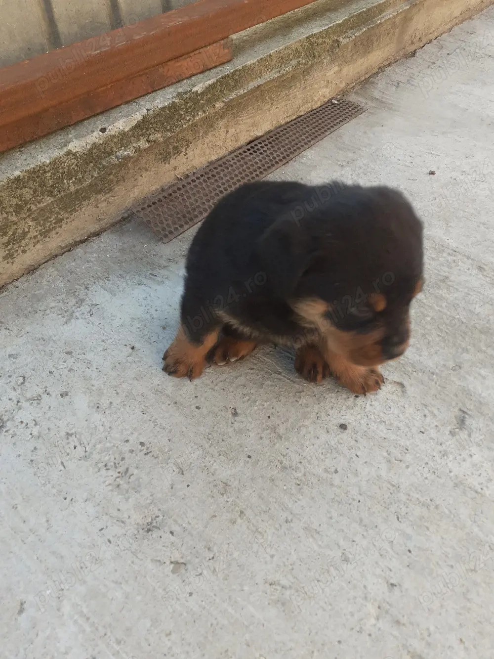 vănd pui rottweiler cu pedigree 
