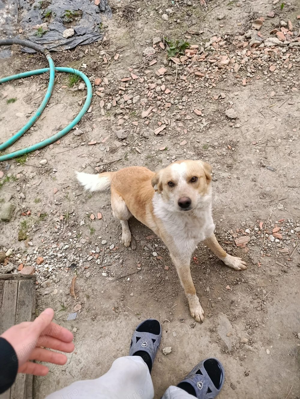 Adopție cățeluș cățelușă de talie mare 