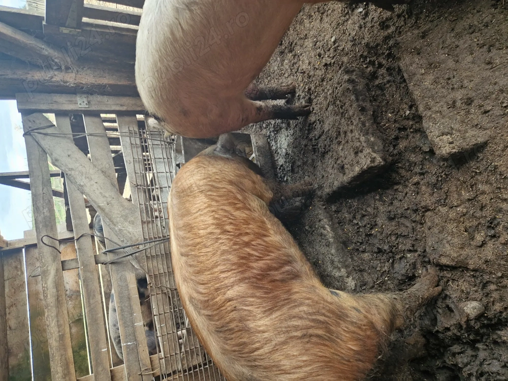 Vand porci pentru sacrificat 