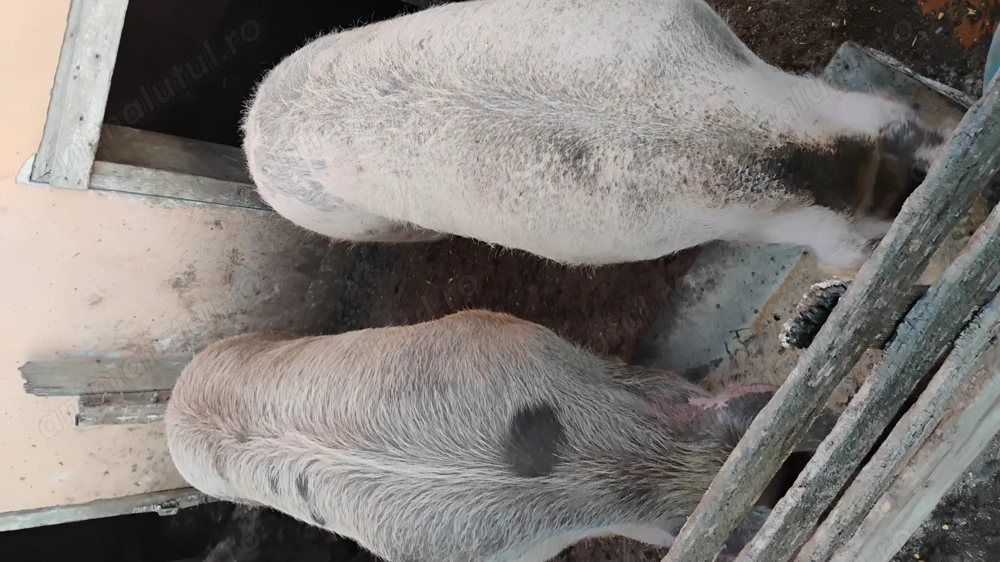 Vând porci 200-250kg